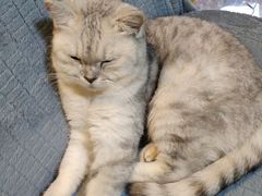 -李小姐の猫咖啡馆(五角场店)