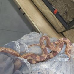 -Moni星球萌宠·小马宝莉·灵蛇·高端高阶全萌宠互动体验俱乐部(红豆国际广场店)