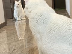 -泰迦 泰式古法抓胧筋水疗SPA