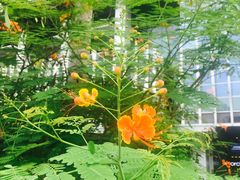 -新加坡乌节希尔顿酒店 (SG Clean)
