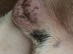 -北京赛佳动物医院