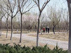 -西青郊野公园