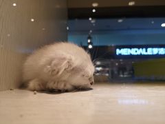 -乐宠宠物店(世纪金源店)