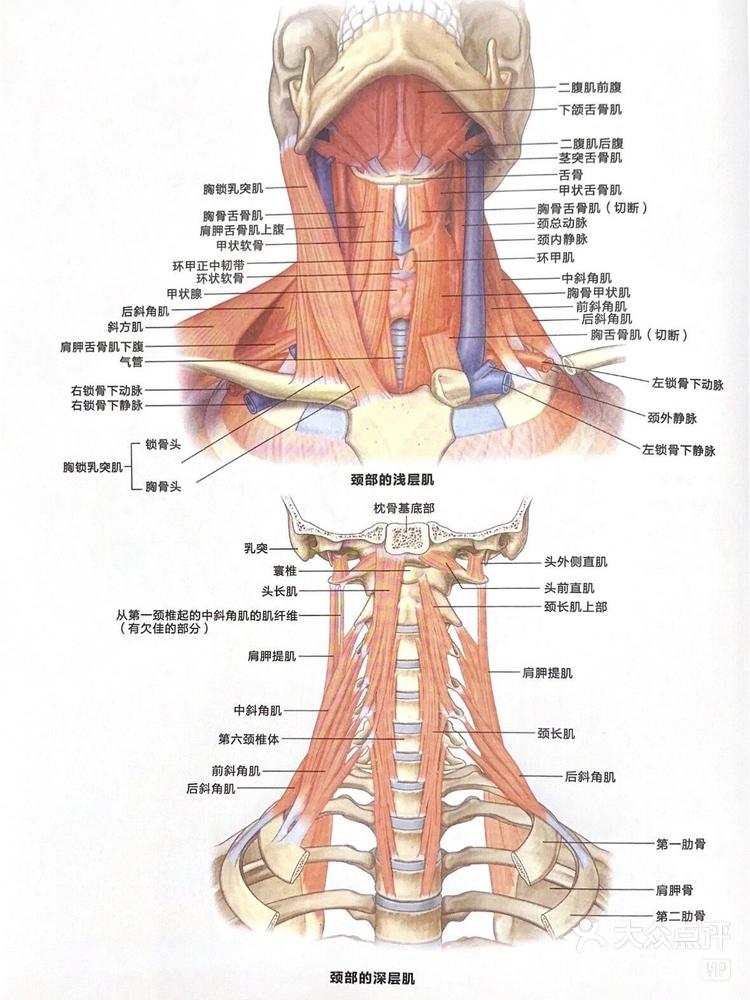 头颈半棘肌的起止点图片