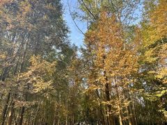 -桤木河湿地公园