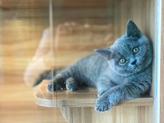 -猫十亿·布偶金渐层·曼基康矮脚猫舍(青年路店)