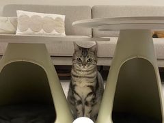 -爱妮康宠物医院·干细胞免疫细胞·肿瘤·心脏(张江店)