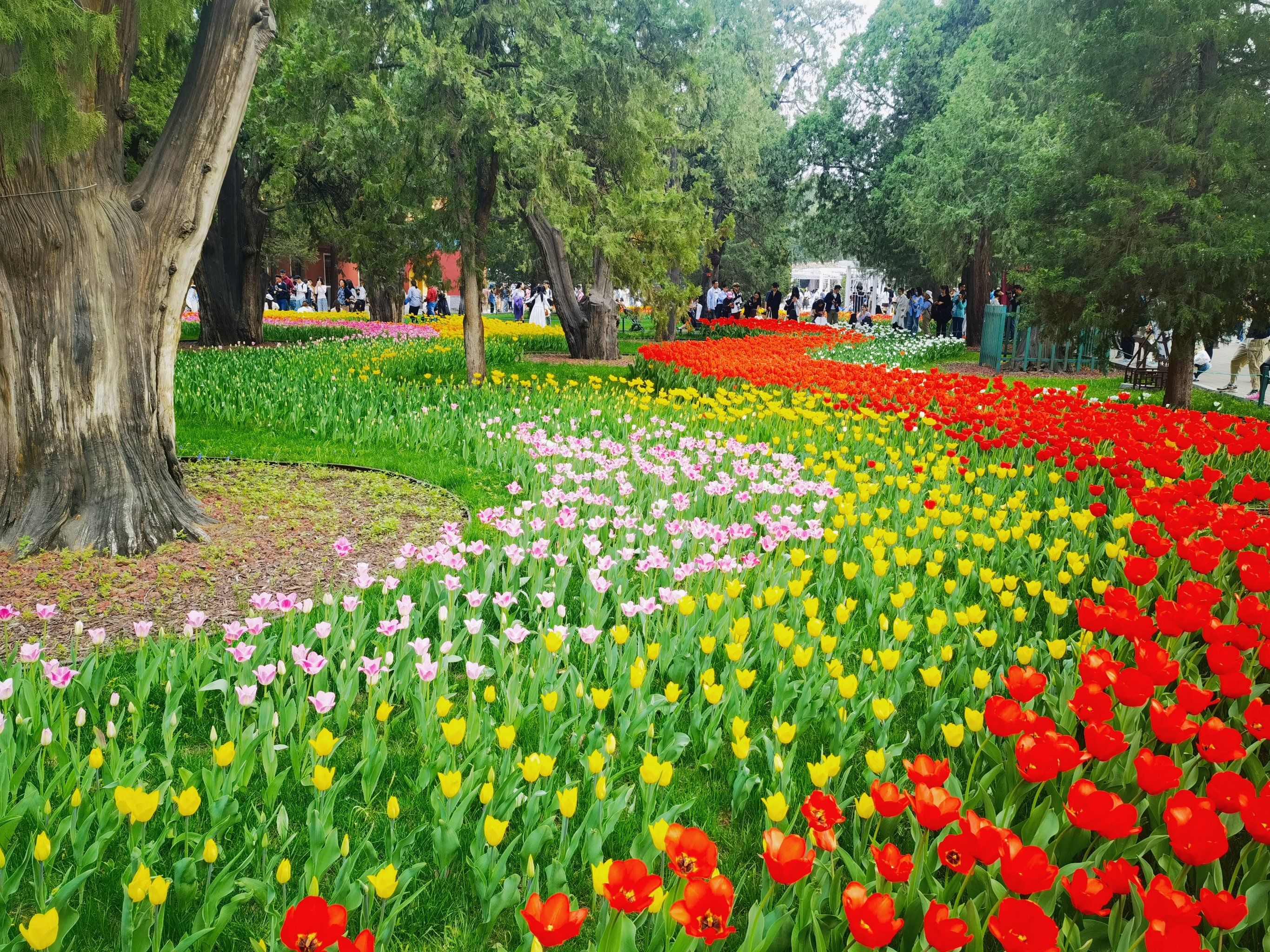 中山公园郁金香盛花期