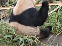 -都江堰中华大熊猫苑