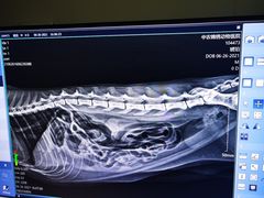 -喜多萌中农锦绣动物医院24H·猫科·牙科MRI·CT