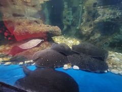 -沙沙哗啦海洋馆(华宇百花谷店)
