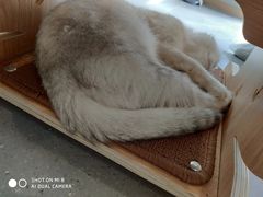 -飞行喵MR PILOT|猫舍·猫咖(静安大融城店)