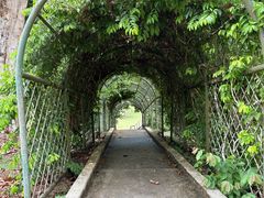 -槟城植物园