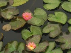 -池杉湖湿地公园