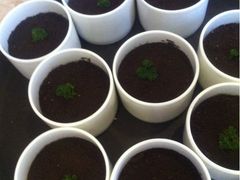 盆栽酸奶-院落创意菜