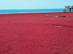 -红海滩国家风景廊道