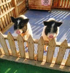 -萌宠亲子动物乐园(槐房万达店)