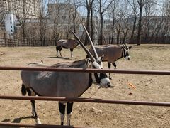 -大连森林动物园