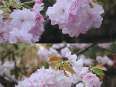 -西安青龙寺遗址景区
