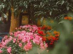 -武汉花鸟市场