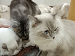-瞄一喵猫咖(格力海岸店)