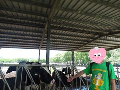 -瑞穗牧场