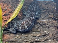 -上海大自然野生昆虫馆(东方明珠·爬宠昆虫探索中心)