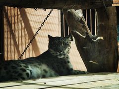 -青藏高原野生动物园