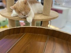 -喵园·猫主题咖啡厅·撸猫·猫咖(国贸店)