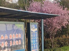 -九龙村社区老年活动中心