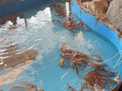 -耕海蟹将军(万象城店)