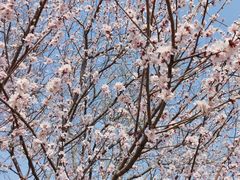 -桃花堤公园