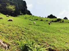 -神户市立六甲山牧场