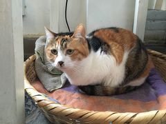 -Anne猫窝咖啡屋