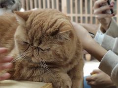-猫和宫(六道口店)