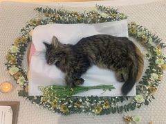 -达爱动物医院·犬猫分区·CT·复杂眼科(远洋山水分院)