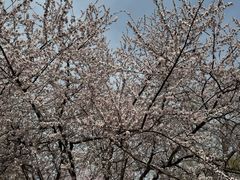 -桃花堤公园