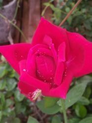 点击看大图 -爱贝乐妈咪月子中心