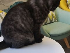 -团子家猫咪猫咖馆·柯基·柯尔鸭