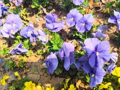 -祥源·阜阳生态乐园