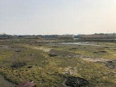 -荷塘月色湿地公园·向阳花洲