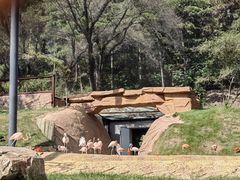 -沈阳森林动物园