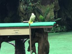 -新加坡飞禽公园