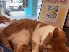 -瑞派申生动物医院·24H夜诊·国际动物医疗中心·骨外科(吴中路店)