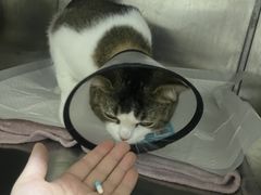 -瑞鹏瑞爱宠物医院·全科·猫科·血液透析中心(龙头寺店)