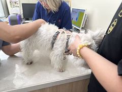 -佩兹宠物医院肿瘤专科·眼科·牙科(黄浦店)