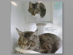 -沐沐家宠物(成寿寺店)