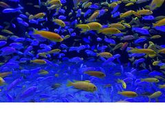 -成都浩海立方海洋公园