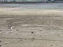 -北岐滩涂