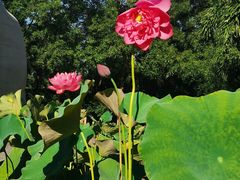 -莲花池公园